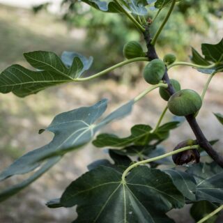 entretien-arbres-fruitiers