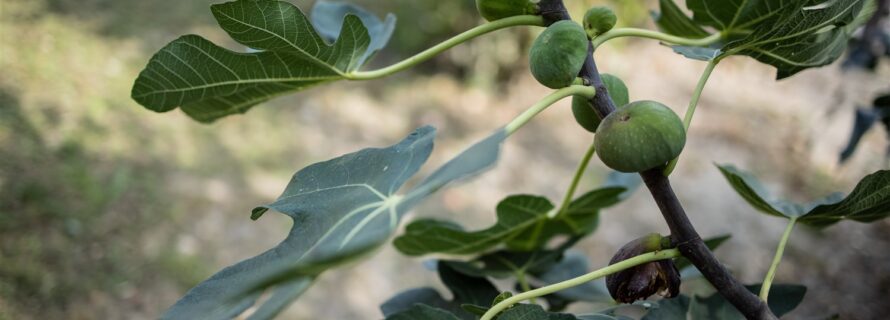 entretien-arbres-fruitiers