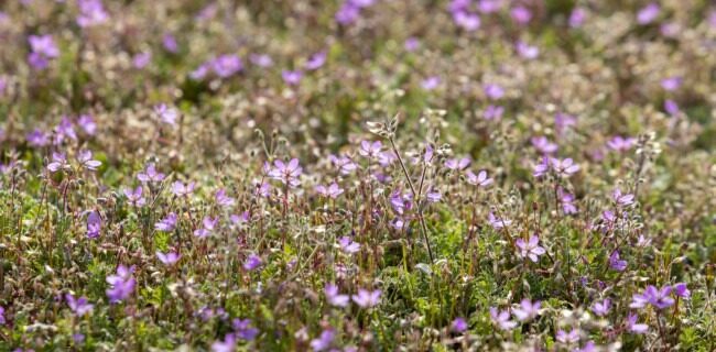 biodiversite-et-technosols