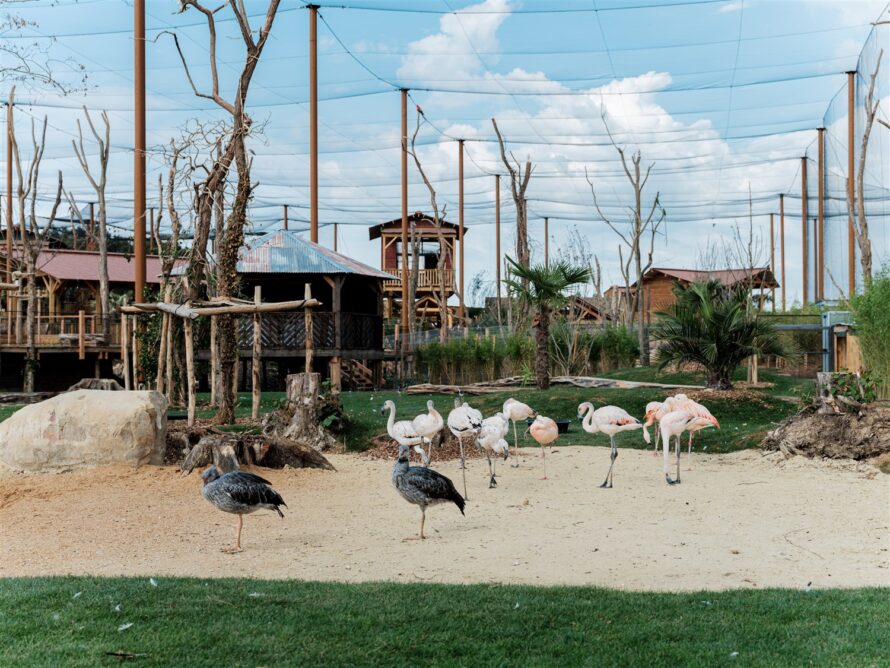 biodiversité-oiseaux