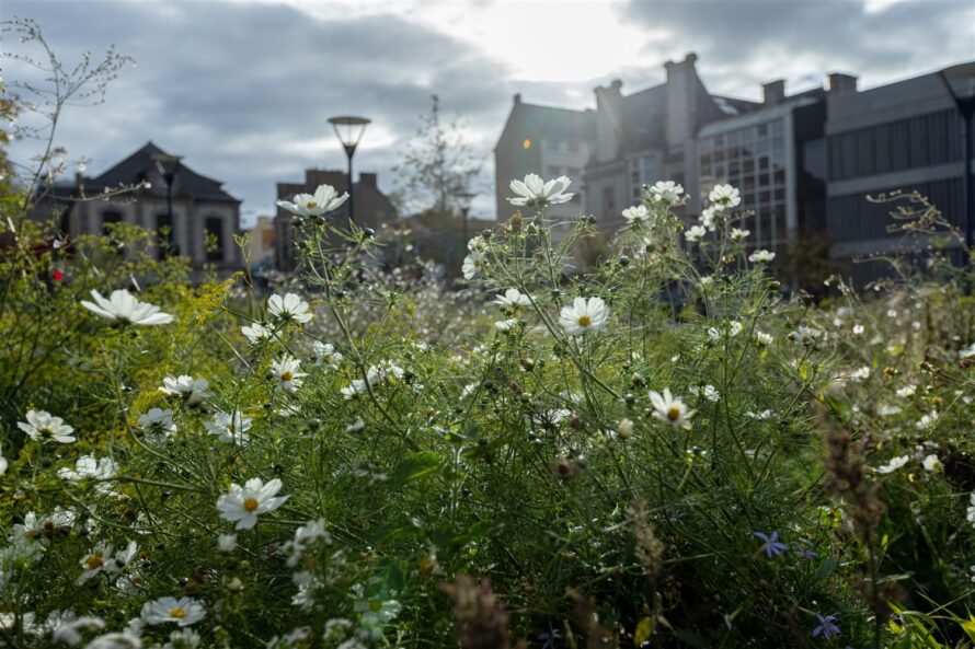 Biodiversité en ville