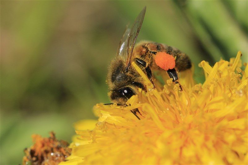 abeille récoltant du pollen-copyright Noorman, Cor