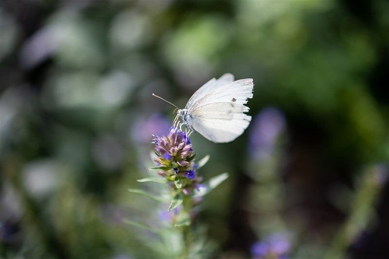 papillon-fleur