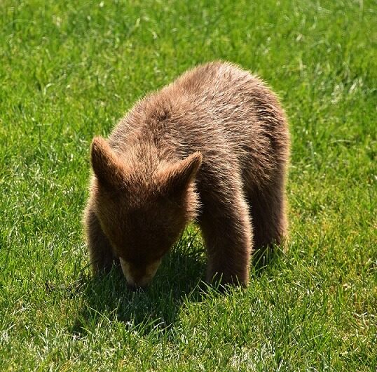 Wild Baby Brown Black Bear Cub in the Summer
