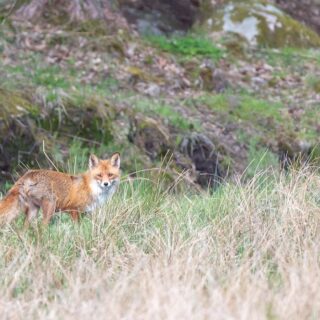 Selective focus shot of a fox in the distance while looking towards the camera in Sweden