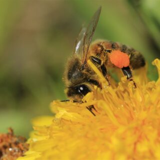 protection des abeilles