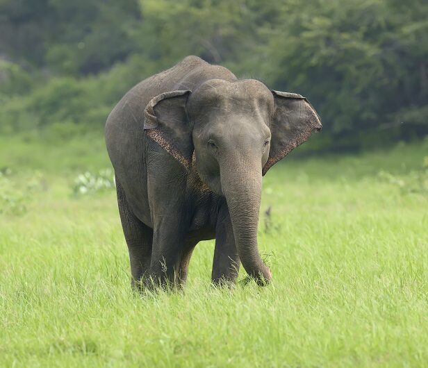 Protection éléphants