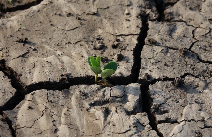 cracked-earth-soil-with-plant[23125]