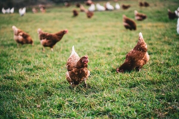 Beautiful shot of chickens on the grass in the farm on a sunny day
