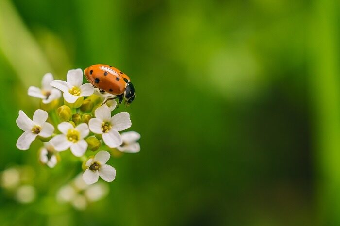 Selective focus shot of a ladybird beetle on a flower in afield captured on a sunny day