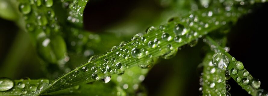 Macro shot of water droplets on the leaves of a green plant. Perect for wallpaper