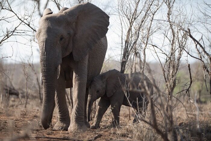 Beautiful shot of a mother elephant and her baby walking together
