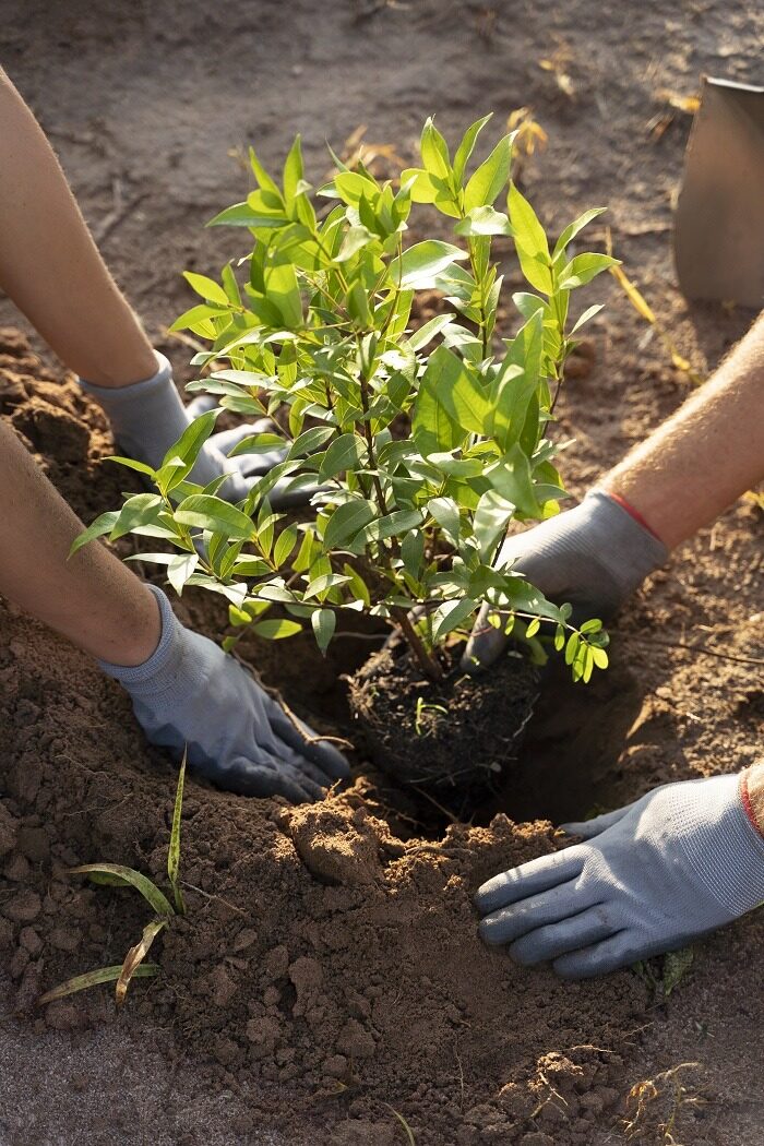 people-planting-tree-countryside