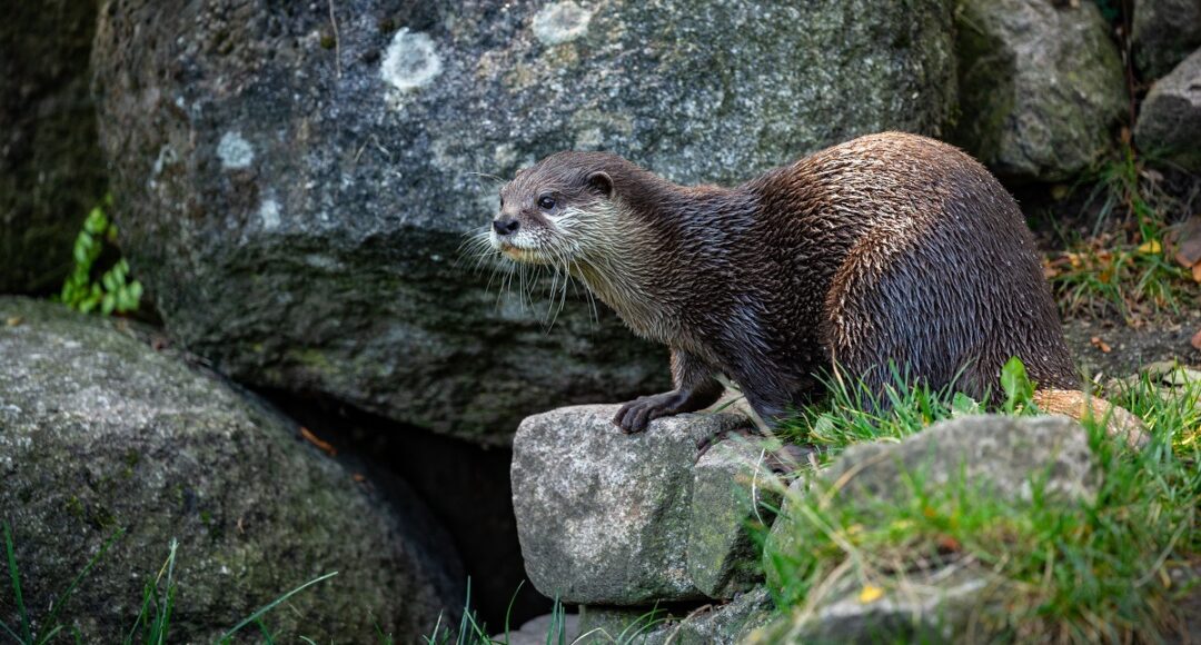 Asian small-clawed otter in the nature habitat. Otter in zoo dur