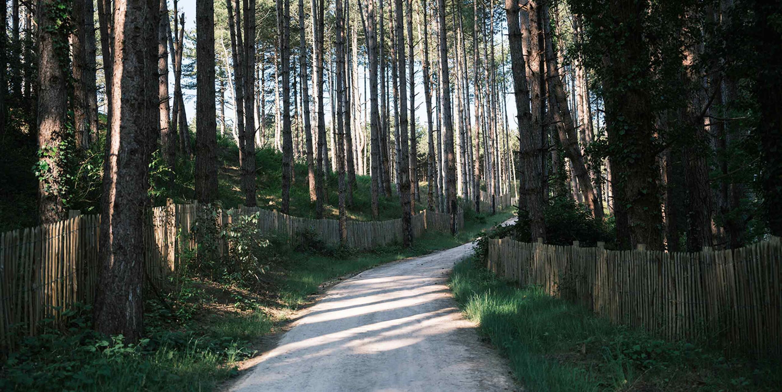 Chemin sinueux bordé de clôtures en bois à travers une pinède.