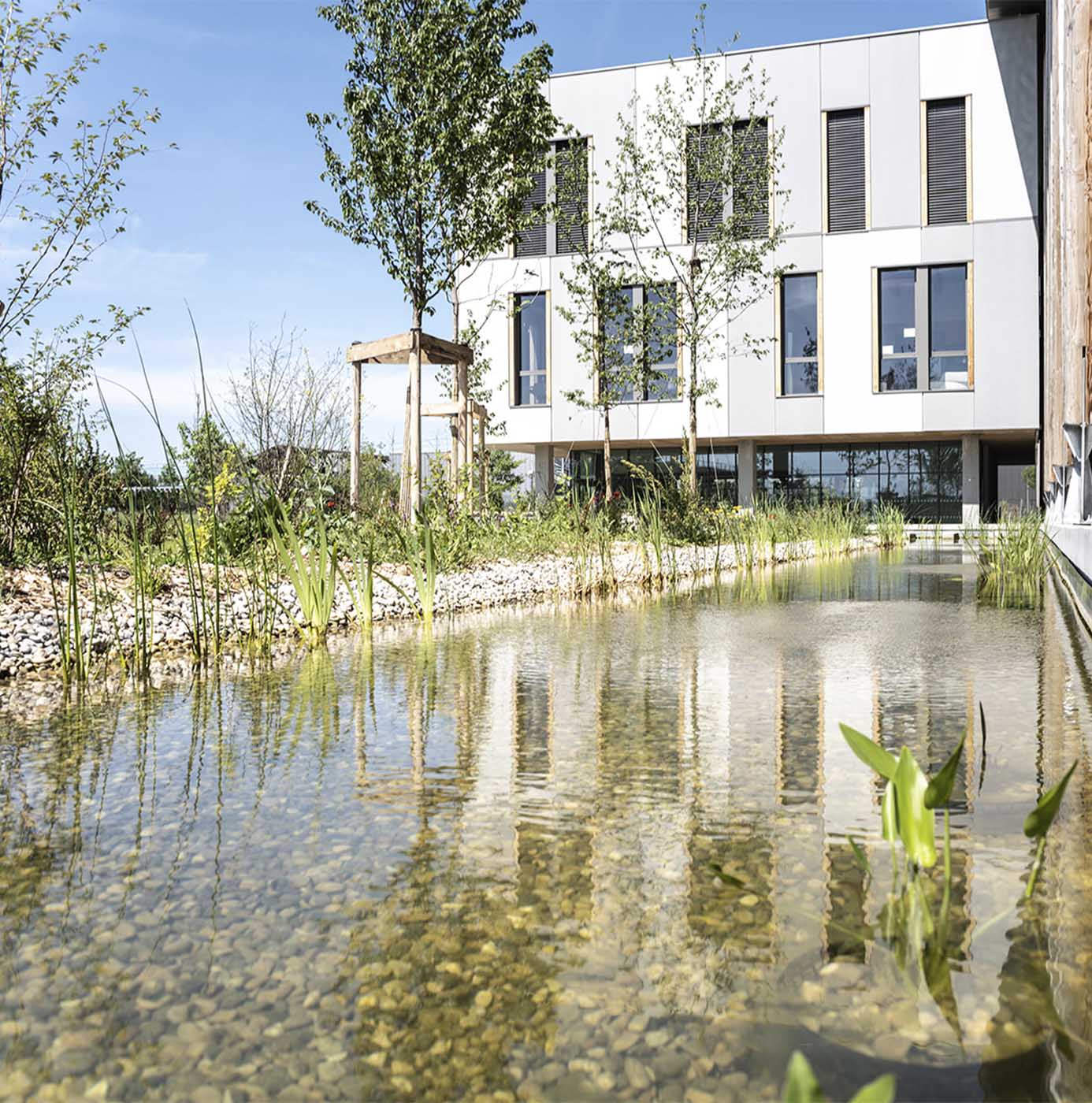Bassin paysager planté de roseaux devant un bâtiment tertiaire, avec jeunes arbres et berges en galets.