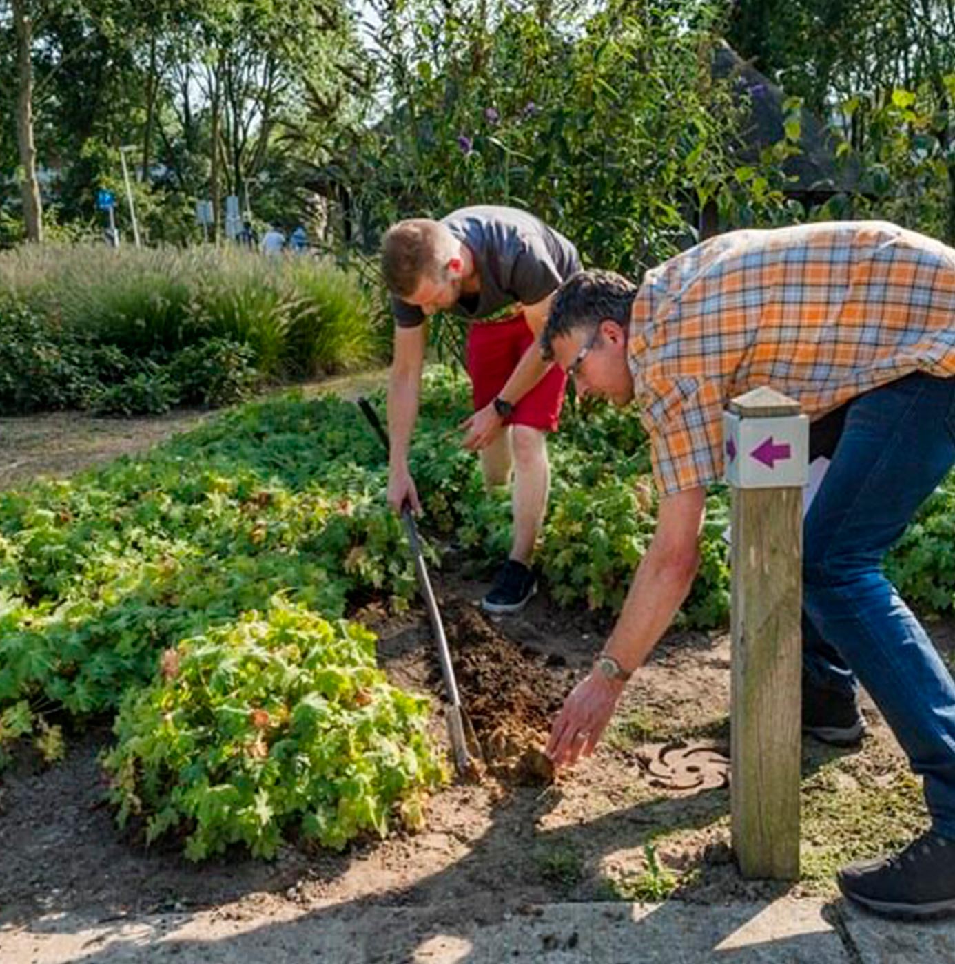 Deux agents plantent un végétal en terre au milieu d'un massif arbustif dans un parc.