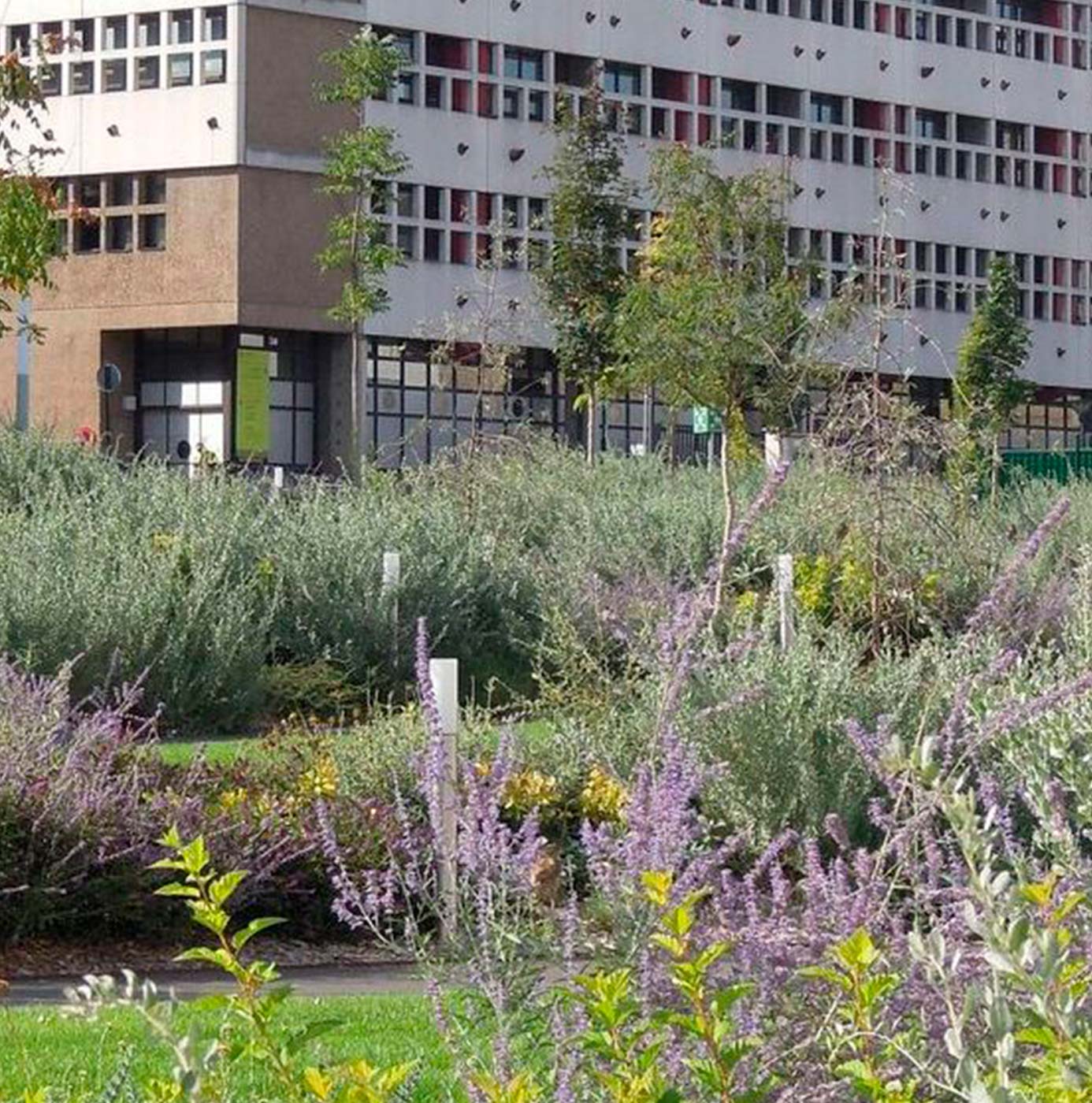 Massifs de plantes vivaces et arbustes fleuris devant un immeuble résidentiel en milieu urbain.