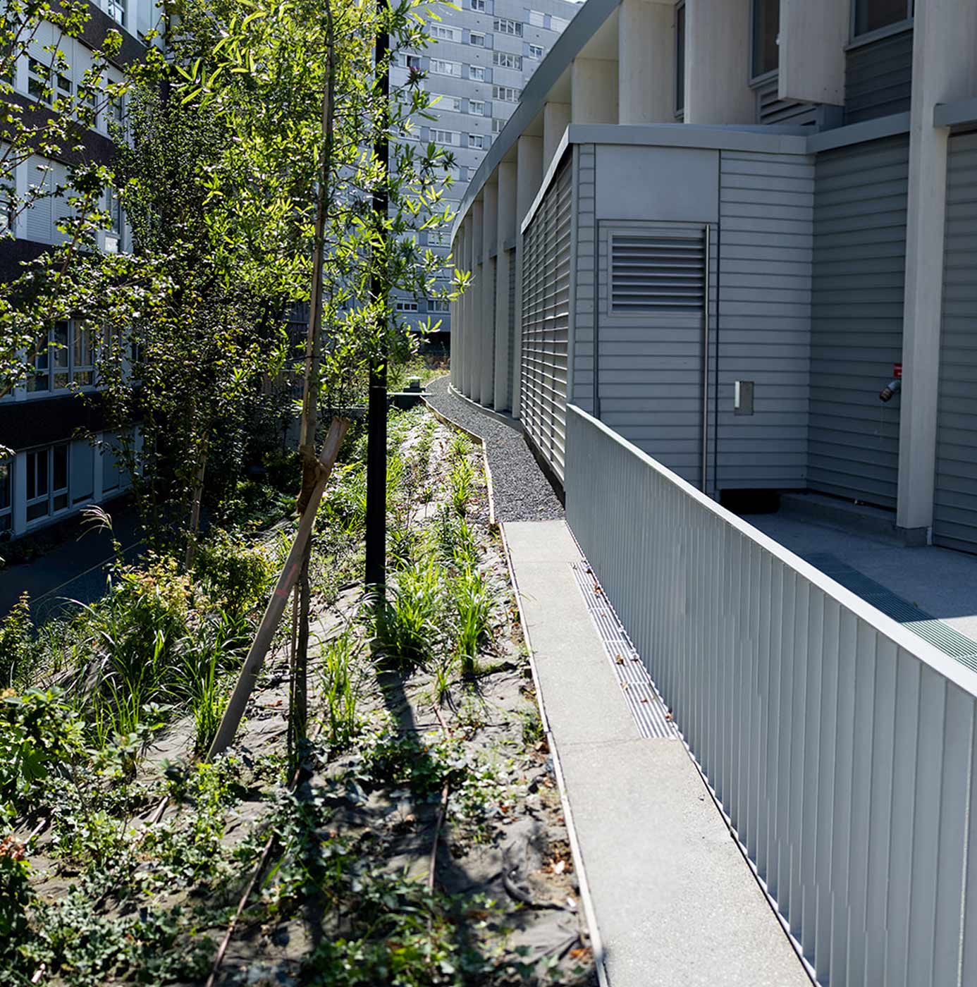 Talus planté de jeunes arbres et graminées le long d'une passerelle en pied d'immeuble.