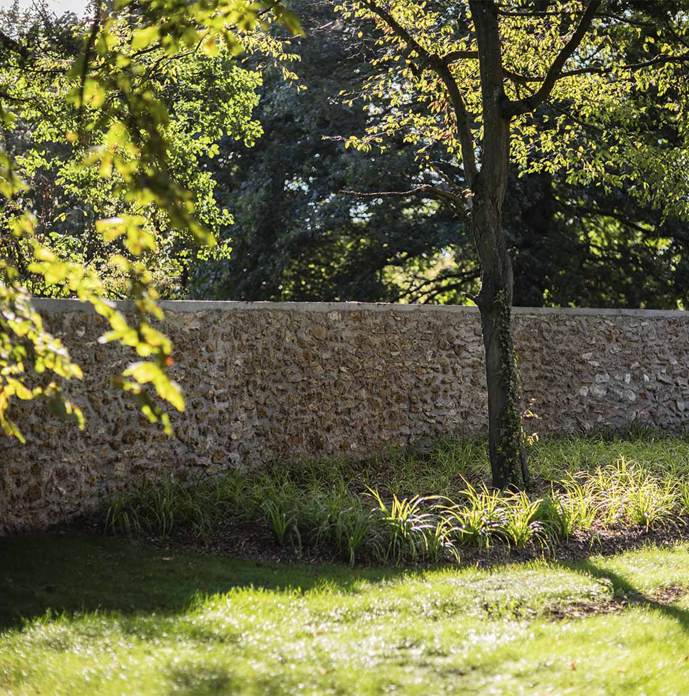 Massif de graminées planté au pied d'un arbre le long d'un mur en pierre, dans un parc arboré.