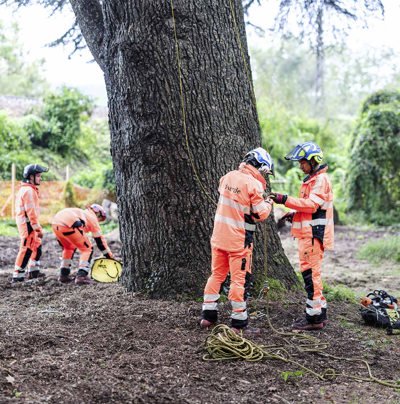 Des agents idverde en tenue haute visibilité préparent un dispositif de cordage au pied d'un arbre avant une intervention en hauteur.