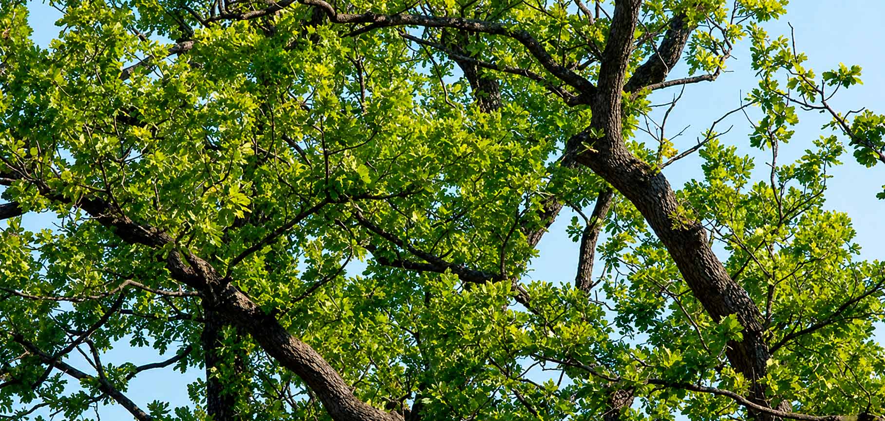 Vue en contre-plongée sur la ramure d'un chêne au feuillage vert dense se détachant sur un ciel bleu.