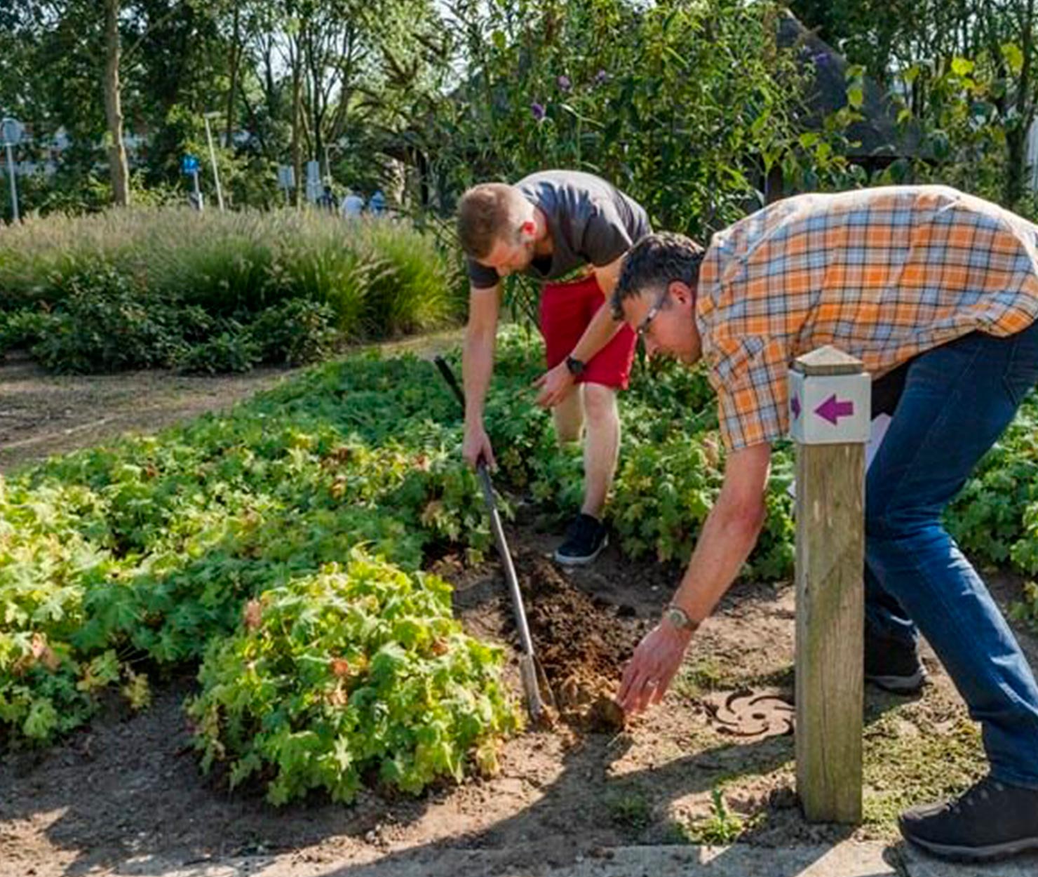 Deux agents plantent un végétal en terre au milieu d'un massif arbustif dans un parc.