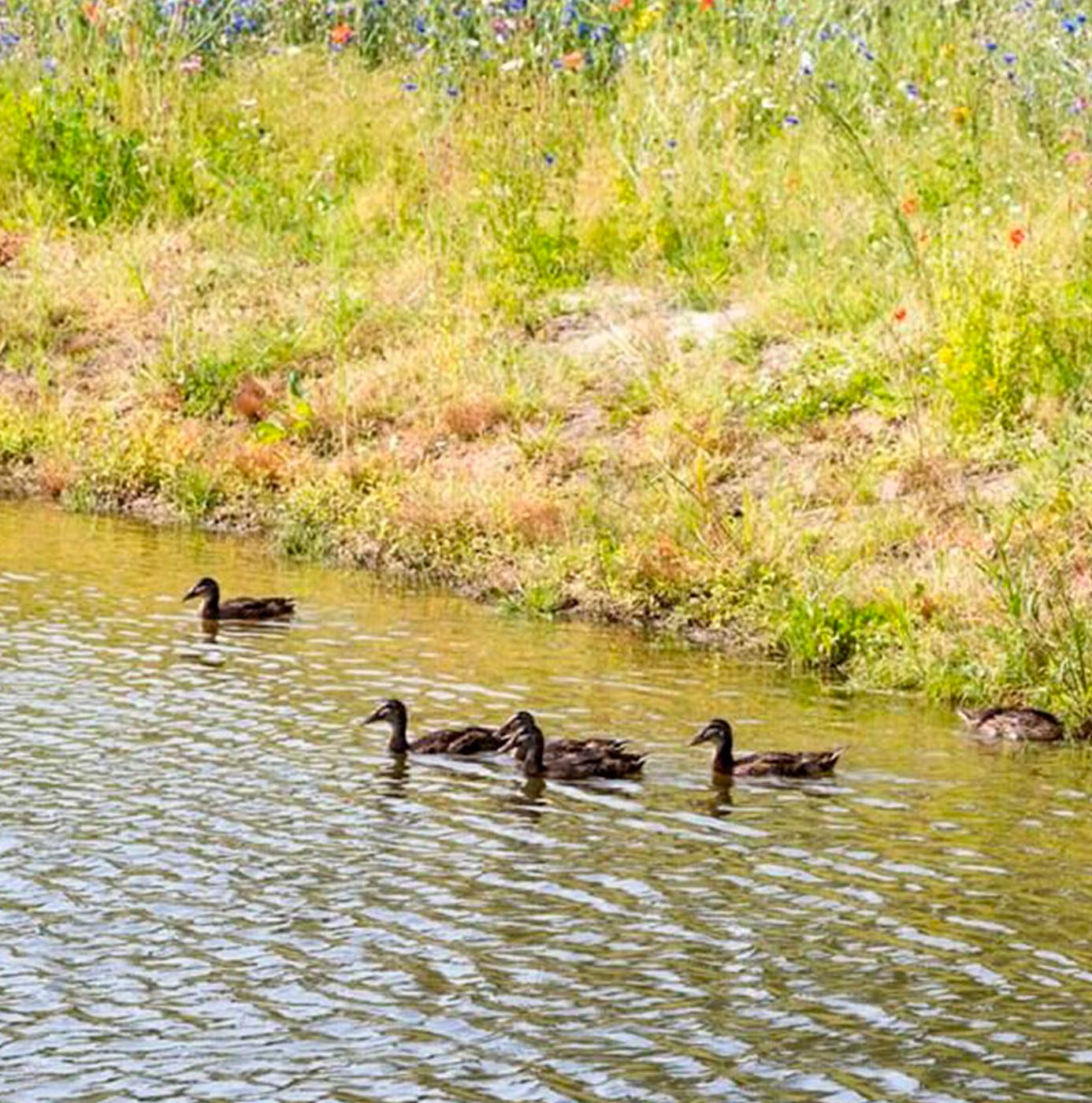 Des canards nagent sur un plan d'eau bordé d'une prairie fleurie.