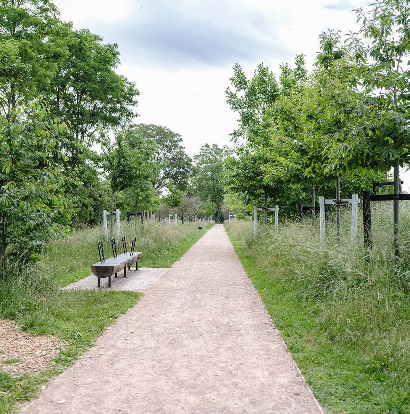 Allée stabilisée bordée d'arbres et de prairie fleurie avec un banc en bois dans un parc.
