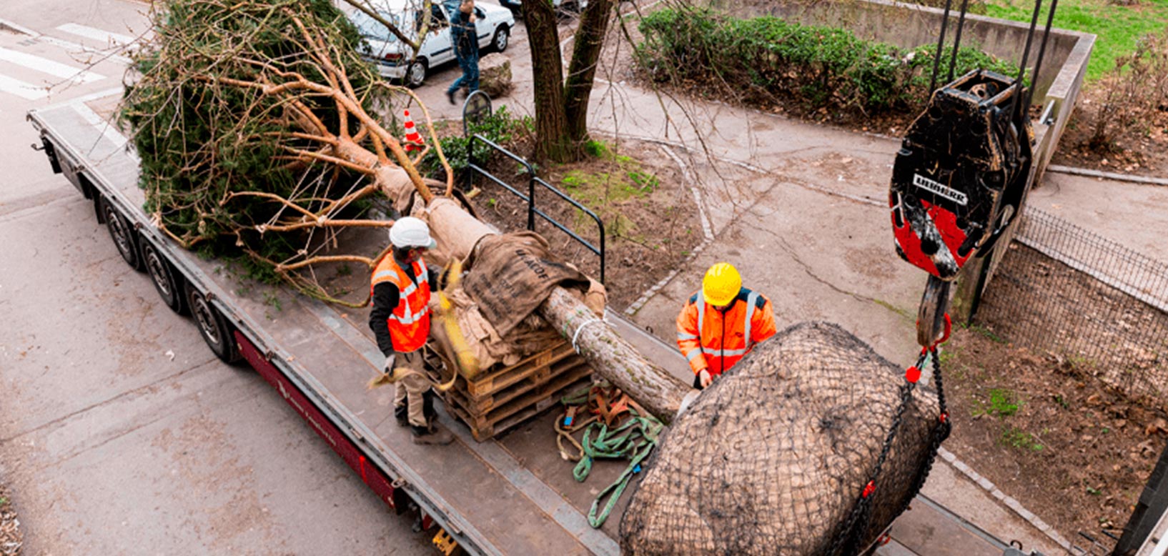 Deux agents en tenue de sécurité déchargent un arbre de grande taille à la motte enveloppée depuis un camion-plateau à l'aide d'une grue.