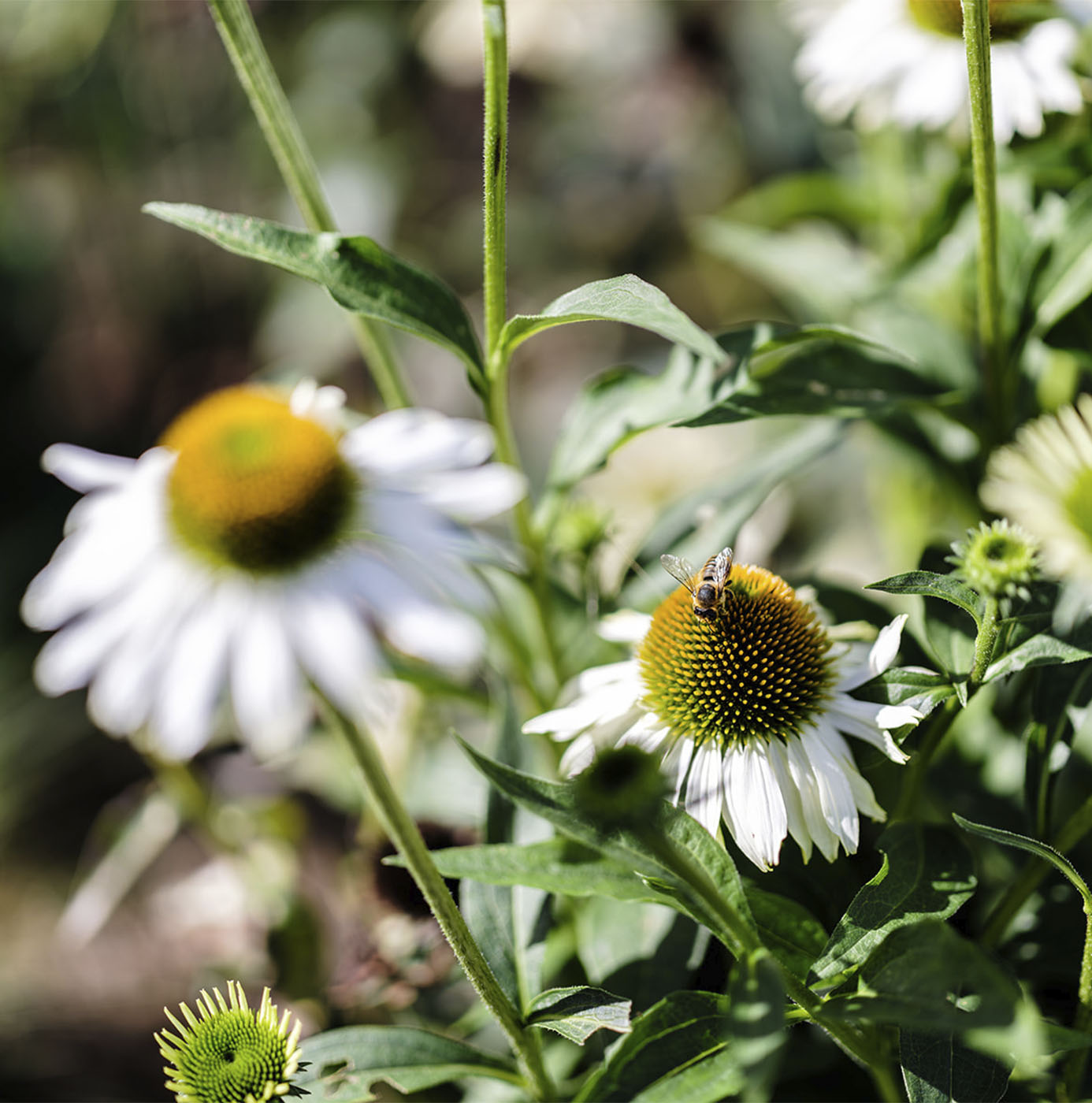 Une abeille butine une fleur d'échinacée blanche au cœur d'un massif planté.