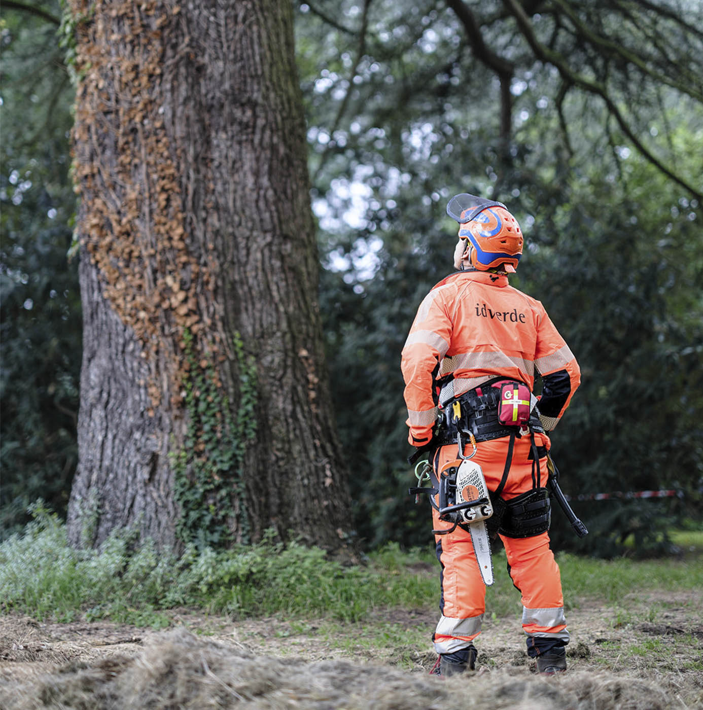Un élagueur idverde équipé pour l'abattage examine un arbre avant intervention en forêt.