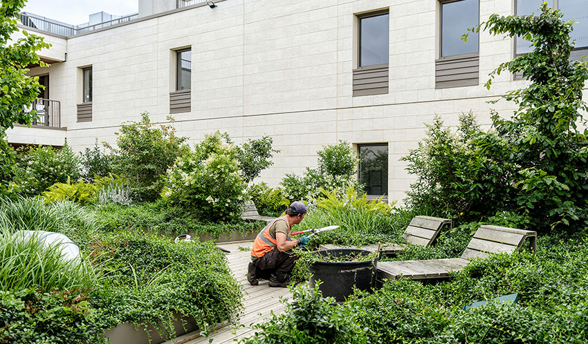 Un agent entretient les massifs d'un jardin sur terrasse en pied d'immeuble résidentiel.