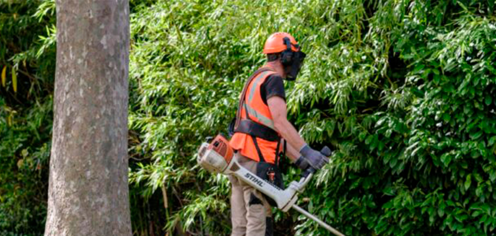 Un agent équipé d'un casque de protection débroussaille une haie dense en bordure d'un arbre.