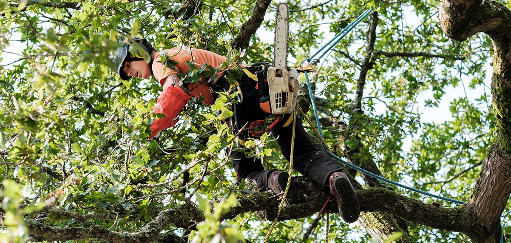 Un grimpeur-élagueur harnaché intervient en hauteur dans un arbre à l'aide d'une tronçonneuse.