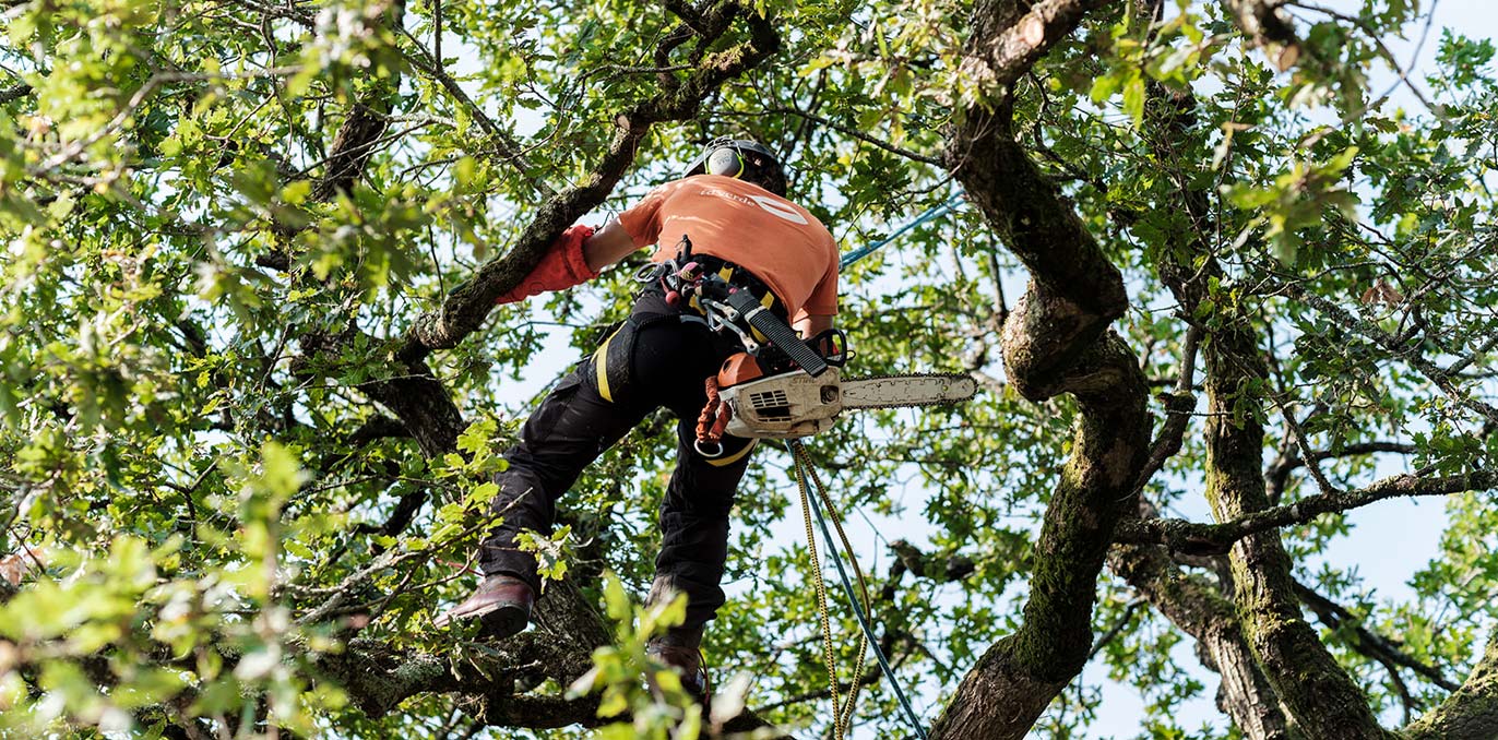 Un grimpeur-élagueur équipé d'un harnais et d'une tronçonneuse progresse dans les branches d'un arbre.