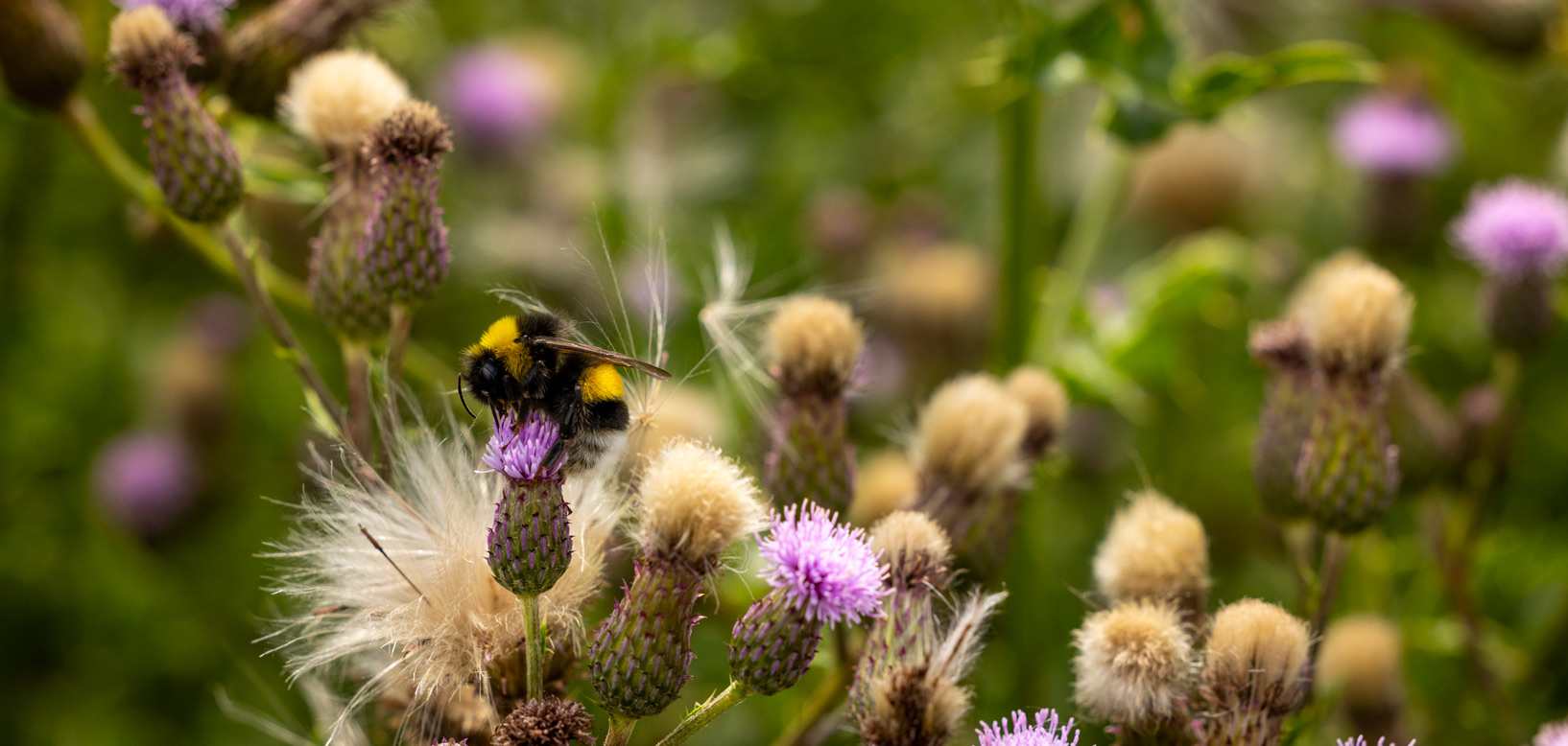 Un bourdon butine une fleur de chardon dans une prairie fleurie.