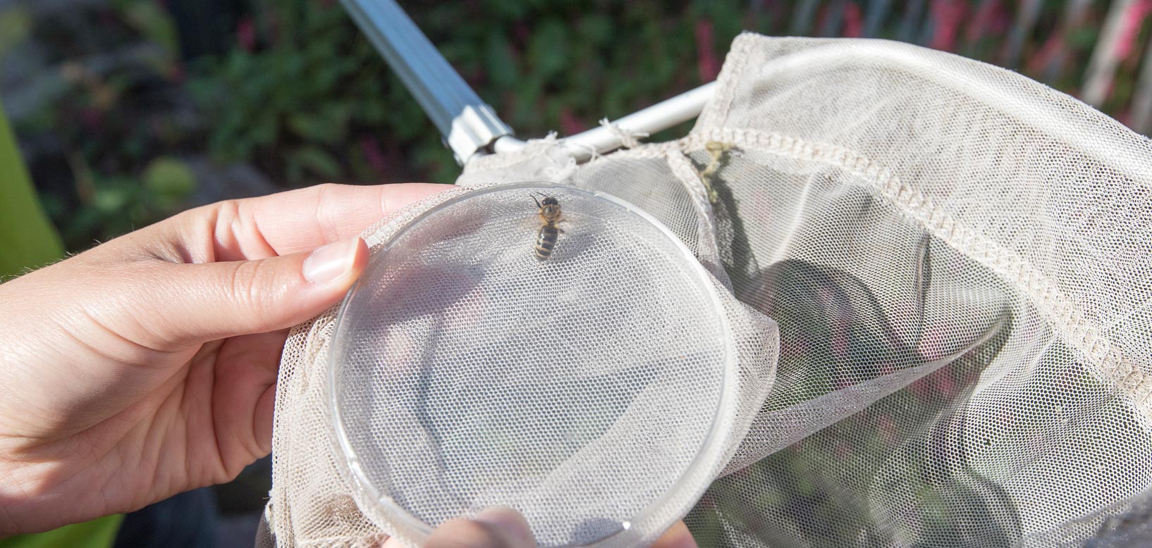 Un agent examine une abeille capturée dans un filet entomologique lors d'un suivi de la biodiversité.