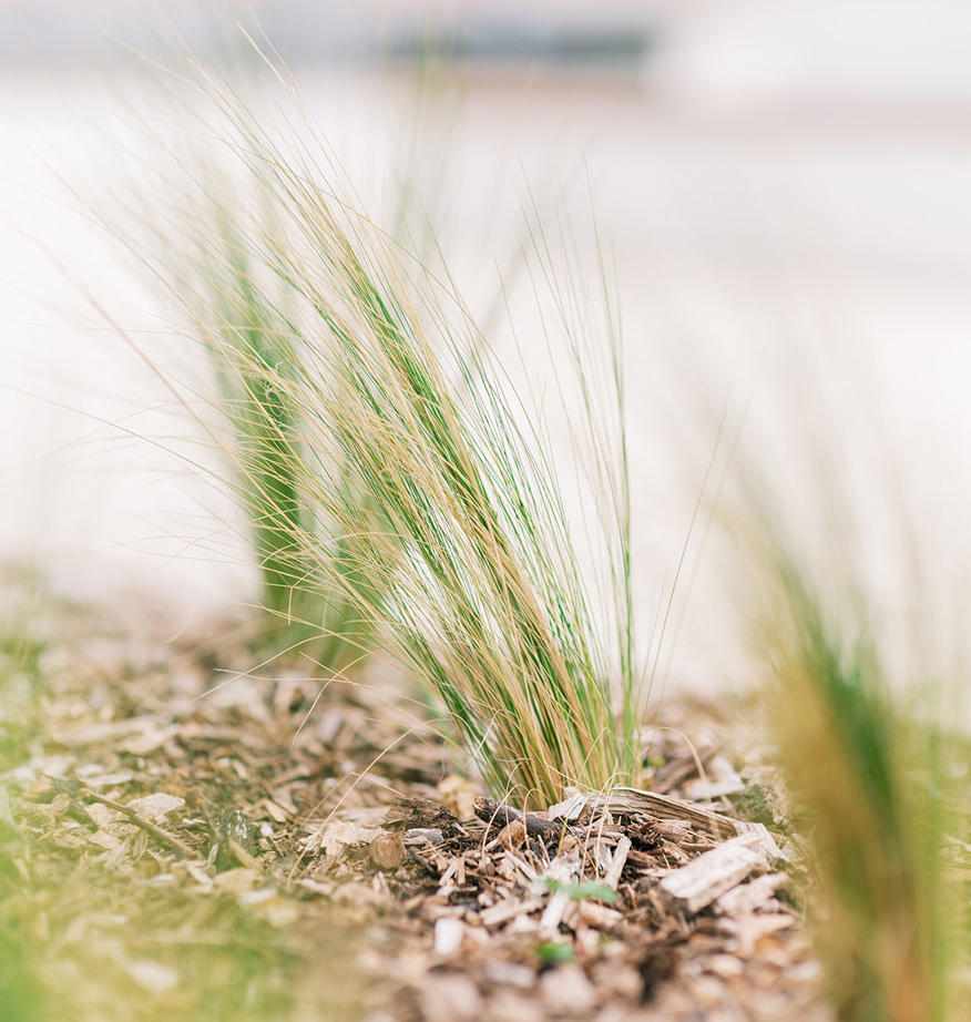 Touffe de graminées ornementales plantée dans un massif paillé de copeaux de bois.