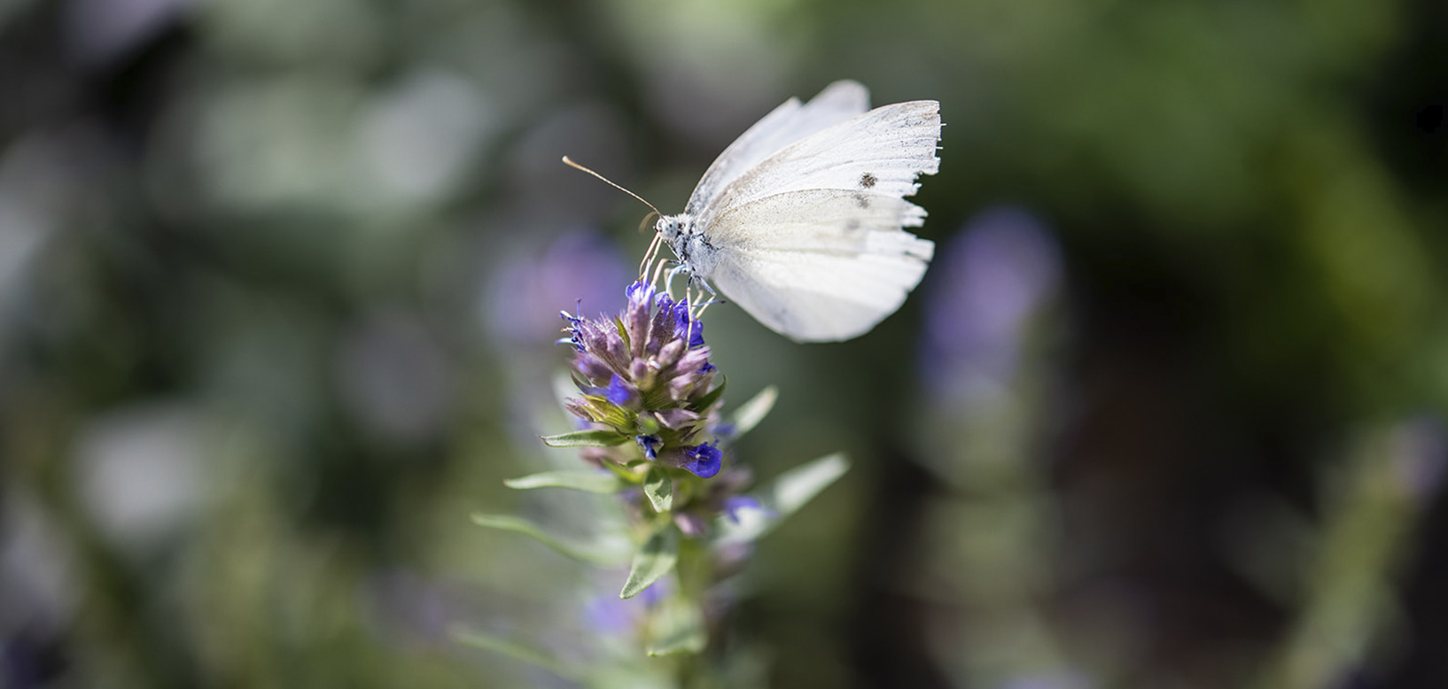 Un papillon blanc butine une fleur bleue sur un épi de lavande.