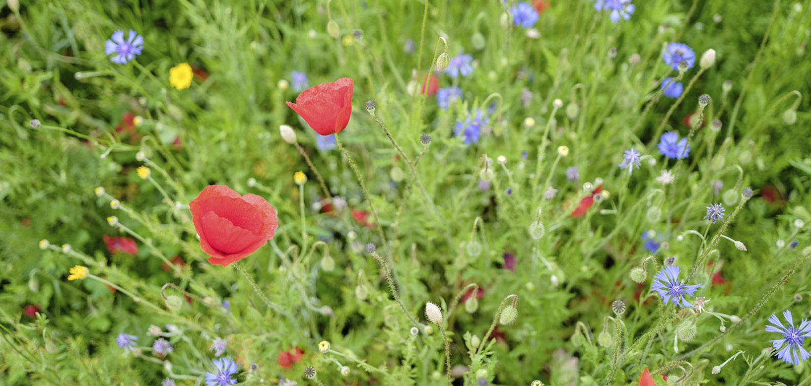 Prairie fleurie avec coquelicots rouges et bleuets parmi les herbes hautes.