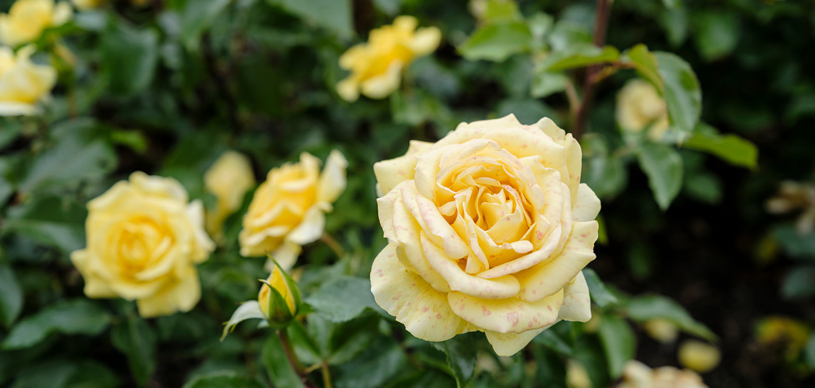Gros plan sur des roses jaunes en fleur dans un massif entretenu.