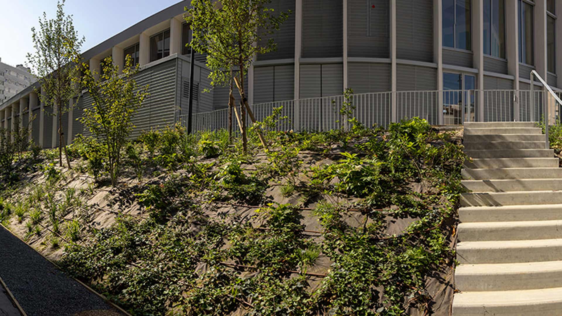 Talus végétalisé avec jeunes arbres et plantes couvre-sol devant un bâtiment moderne aux façades courbes