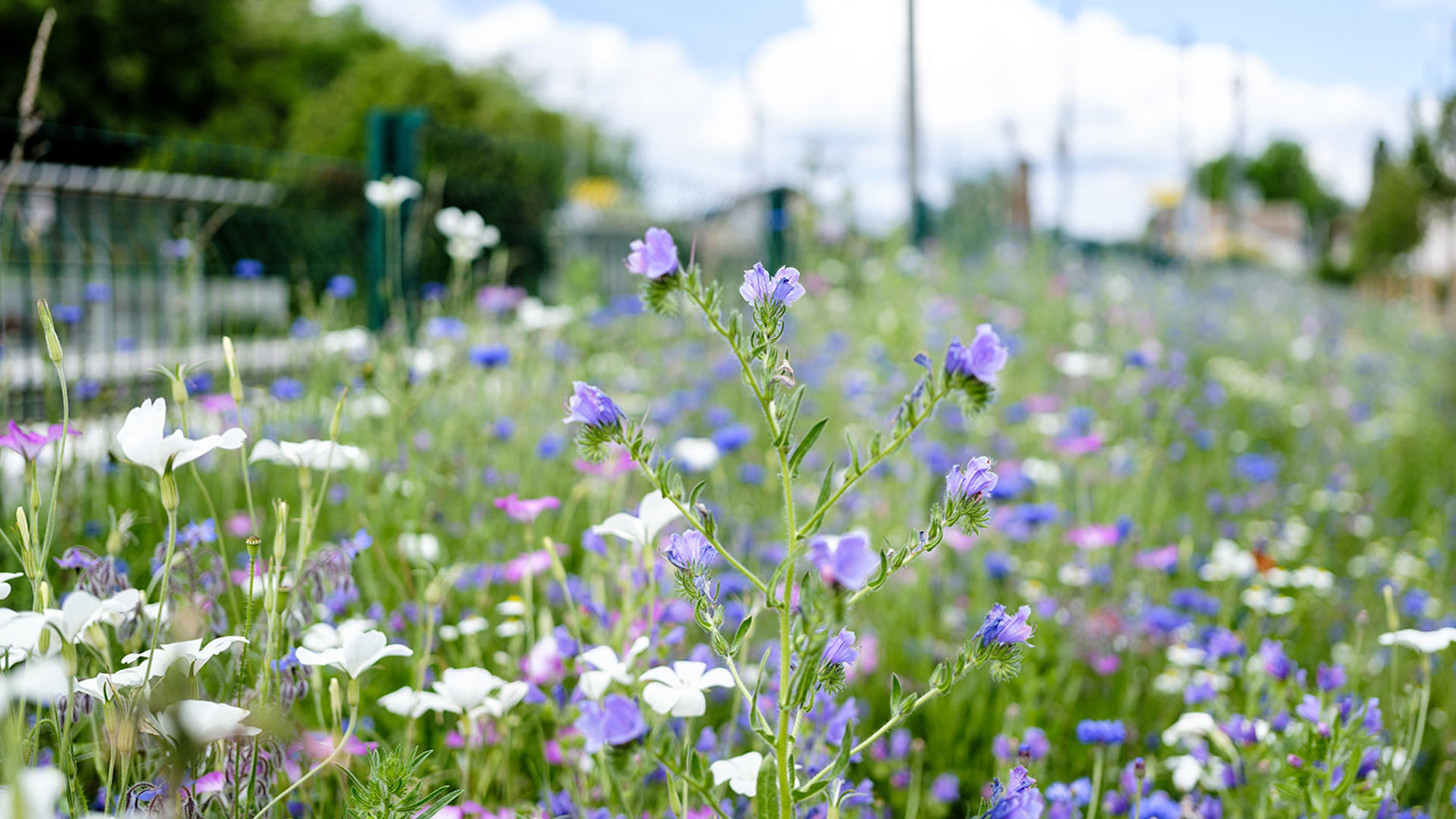 Prairie fleurie urbaine avec fleurs sauvages violettes et blanches, symbole du paysagisme durable