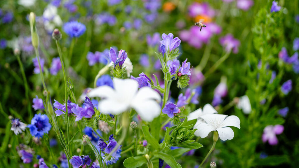 Prairie fleurie colorée avec des fleurs violettes, bleues et blanches, et une abeille en vol