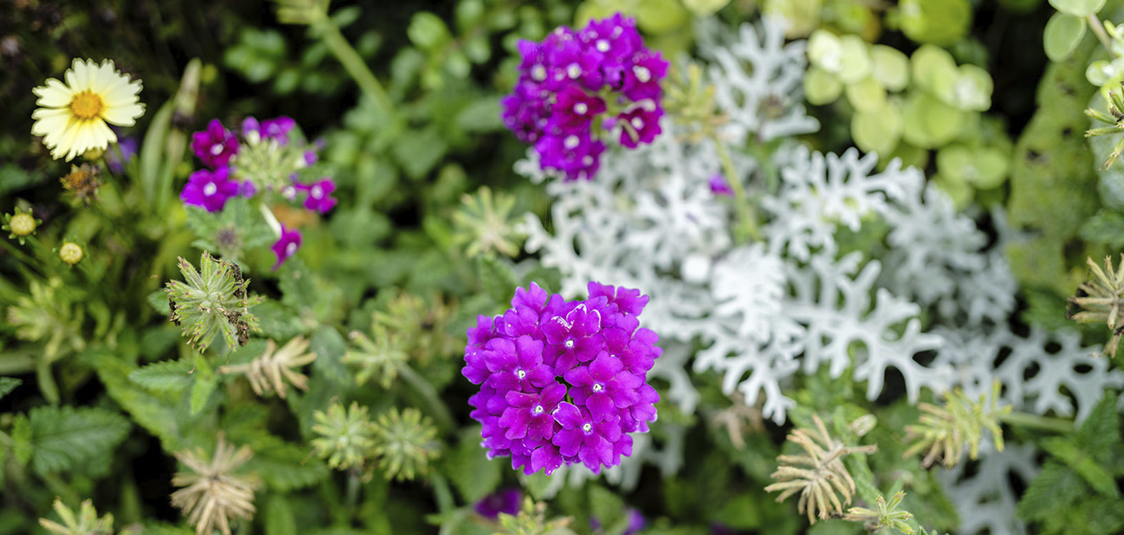 Massif fleuri associant verveines violettes, marguerite et cinéraire maritime au feuillage argenté.