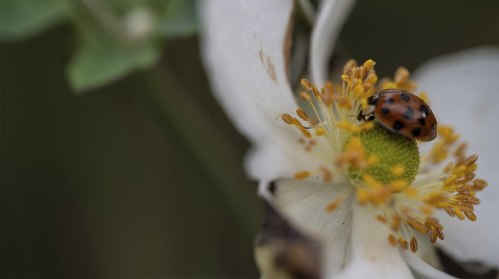 Coccinelle sur le pistil d'une fleur blanche aux étamines dorées, macro-photographie nature