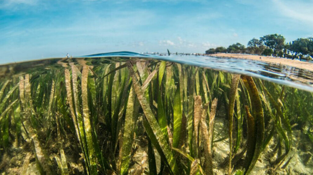 Vue sous-marine d'un herbier marin avec des feuilles de posidonie près d'une plage ensoleillée