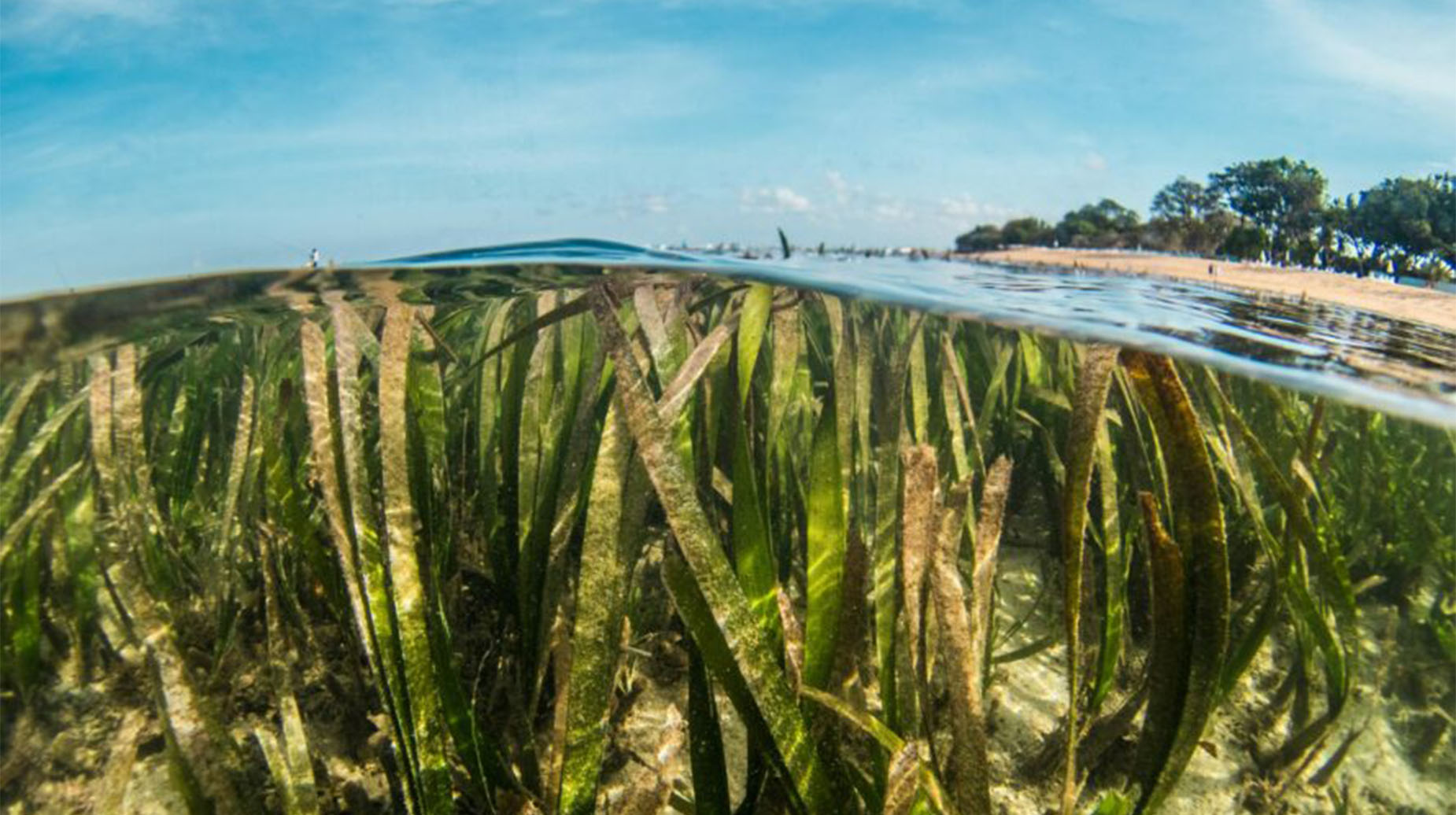 Vue sous-marine d'un herbier marin avec des feuilles de posidonie près d'une plage ensoleillée