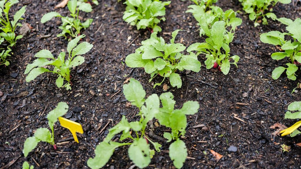 Jeunes pousses de radis en rangées dans un sol riche et sombre, avec des étiquettes de jardinage jaunes